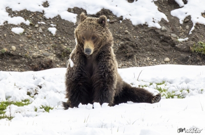 Grizzly Quill G288 YNP May 2025